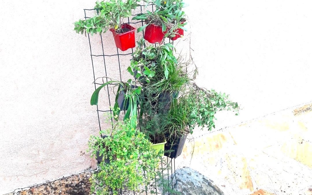 MUR VEGETAL par les 6èmes de Madame SAMBUCO
